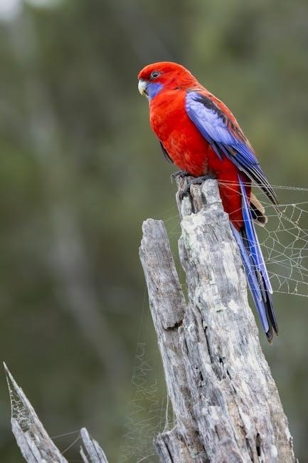 the field guide to birds of australia